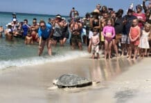 Learning, Laughs, and Conservation Await at the Gulfarium! Gulfarium 1536x1097