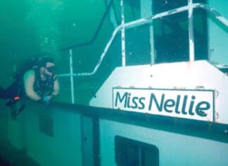 Artificial Miss Nellie