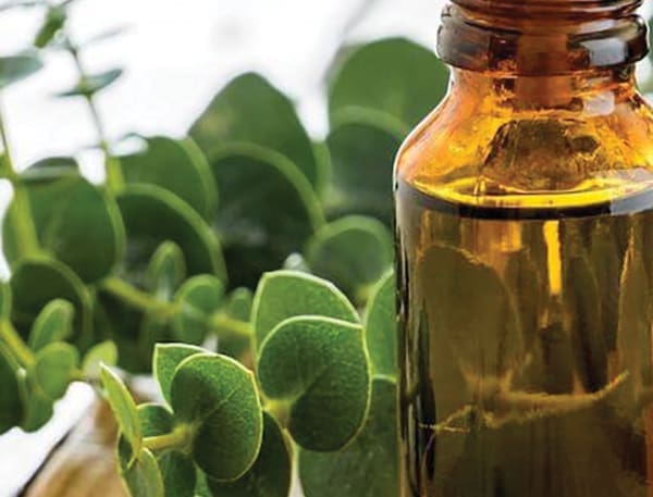 Eucalyptus
