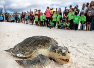 Gulfarium Care Turtle Release Smiling
