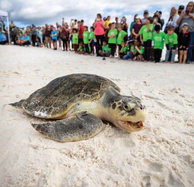 Gulfarium Care Turtle Release Smiling