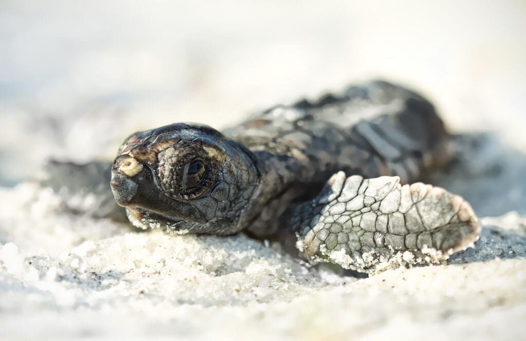 Loggerhead Turtle Hatchling