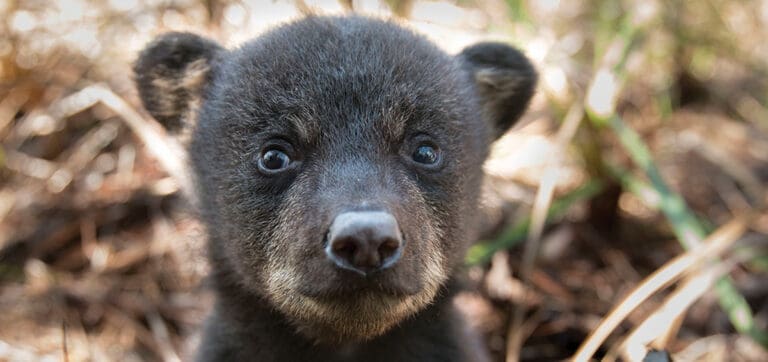 FW Here’s What You Should Do The Florida Fish and Wildlife Conservation Commission (FWC) reminds us that juvenile black bears are starting to leave their mothers’ home ranges in search of new homes of their own. Between the ages of 1½ -2½ years, juvenile or yearling bears start dispersing in spring and summer, with spring marking a return to activity for bears after limited movements in winter. During this time, juvenile bears may be seen in unexpected areas as they travel across a wide range of areas in search of a new location to settle down. Bear in Gulf In recent weeks, bears have wandered into Orlando, Tampa, Jacksonville and on the beach in Destin! “The most important thing people can do to help these bears is to leave them alone,” said the FWC’s Bear Management Program Coordinator, Mike Orlando. “Give them plenty of space and let them move along on their own.” Black bears are generally not aggressive. But, like any wild animal, if they feel threatened, they can become defensive. Dogs have been involved in more than half of the incidents of people getting injured by bears in Florida. When walking dogs, keep them close to you – preferably on a non-retractable leash – and be aware of your surroundings, which is good practice for preventing conflicts with both bears and other wildlife. Before letting your dog out at night, flip lights on and off and bang on the door to give bears and other wildlife a chance to leave the area. As bears become more active this time of year, they cross more roadways. For your own safety and to avoid hitting bears and other wildlife, remember to slow down when driving, particularly on rural highways at dawn or dusk. Watch for road signs identifying bear crossing areas. Each year in Florida, an average of 250 bears are killed after being hit by vehicles. If you have bears in your area, follow these additional BearWise® Basics to help prevent conflicts with bears: 1: Never feed or approach bears Feeding bears can make them lose their natural fear of people. It is illegal in Florida to intentionally feed bears or leave out food or garbage that will attract bears and cause conflicts. Getting close to a wild animal is dangerous. 2: Secure food and garbage Store garbage in a sturdy shed or garage and then put it out on the morning of pickup rather than the night before. If not stored in a secured building, modify your existing garbage can to make it more bear-resistant or use a bear-resistant container. Secure commercial garbage in bear-resistant dumpsters. Protect gardens, beehives, compost and livestock with electric fencing. Pick ripe fruit from trees and bushes and remove fallen fruit from the ground. 3: Remove or secure bird and wildlife feeders Remove wildlife feeders. If wildlife feeders are left up, only put enough food out for wildlife to finish eating before dark and make feeders bear-resistant. 4: Never leave pet food outdoors Feed pets indoors. If feeding pets outdoors, only put food outside for short time periods and bring in leftover food and dishes after each feeding. 5: Clean and store grills Clean and degrease grills and smokers after each use. If mobile, store them in a secure shed or garage. 6: Alert neighbors to bear activity If you see a bear, let your neighbors know. Share tips on how to avoid conflicts with bears. Encourage your homeowner’s association or local government to institute bylaws or ordinances to require trash be kept secure. Having conflicts with bears? Call one of the FWC’s five regional offices. Go to MyFWC.com/Contact, and click on “Contact Regional Offices” to find the phone number for your region. If you want to report someone who is either harming bears or intentionally feeding them, call the FWC’s Wildlife Alert Hotline at (888) 404-FWCC (3922). Black bear cub