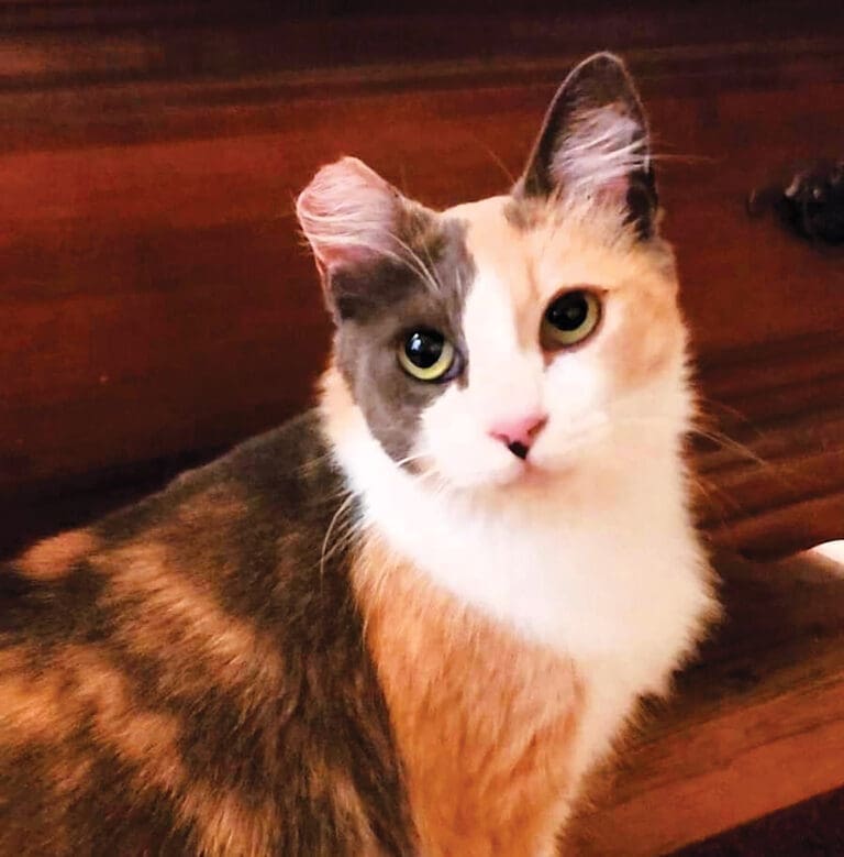 Pickles the cat from Publix Fort Walton Beach