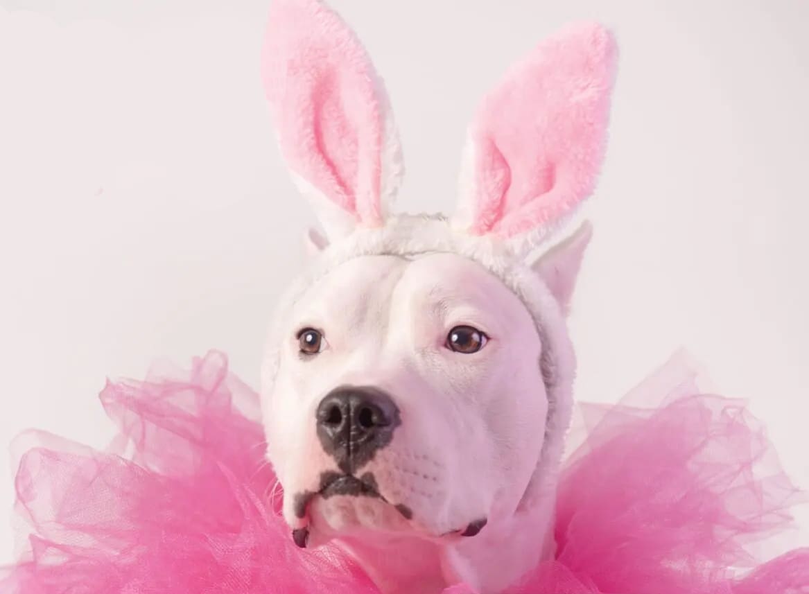 Doggie Eggstravaganza 2024 Fb Event Cover