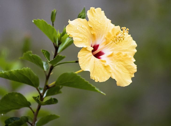 Hibiscus Tropical Flower Plant