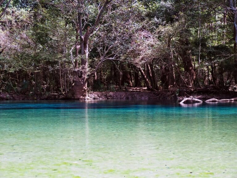 Cypress Springs