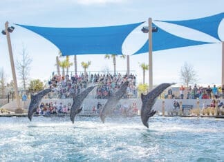 Gulfarium is Making a Splash! Gulfarium Dolphin Show