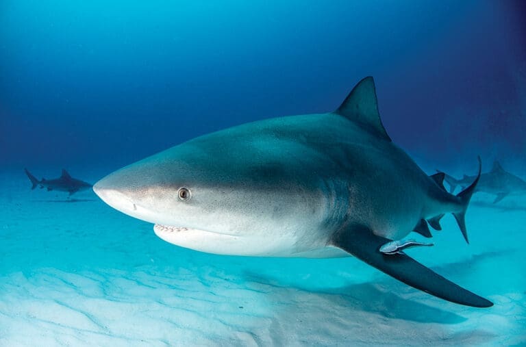 Bull Shark Swimming Along Bottom Of Ocean