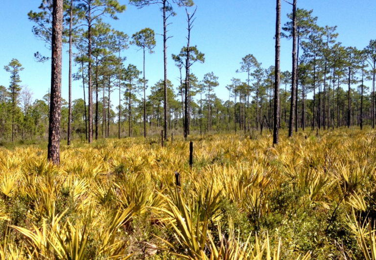 Florida National Scenic Trail