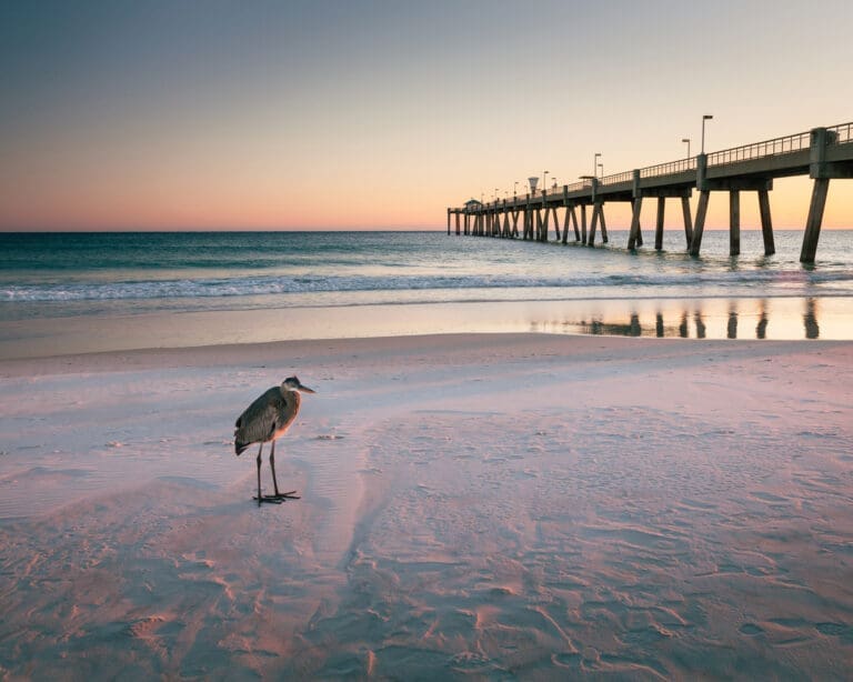 Bird And Pier Beach Landscape