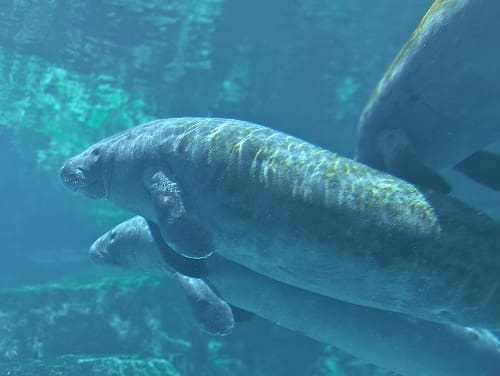 Gulfarium 1