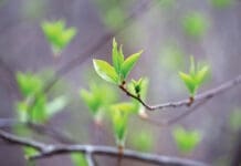 When Spring Comes Back to Life Chern Spring Tree Budding Istock 2209240562