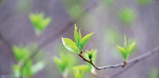 When Spring Comes Back to Life Chern Spring Tree Budding Istock 2209240562
