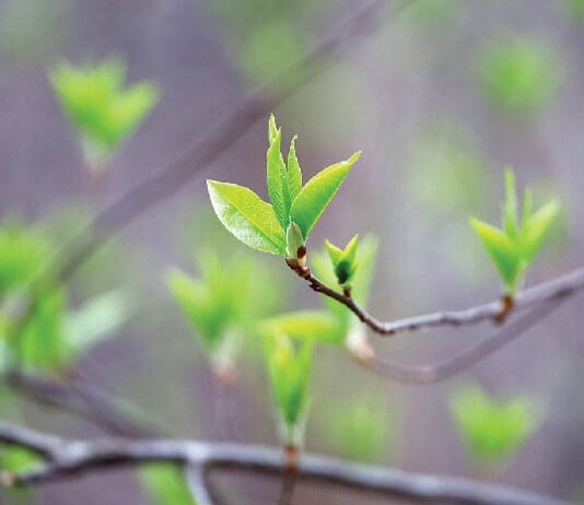 Chern Spring Tree Budding Istock 2209240562