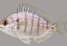 Pinfish Lateral Line Uf