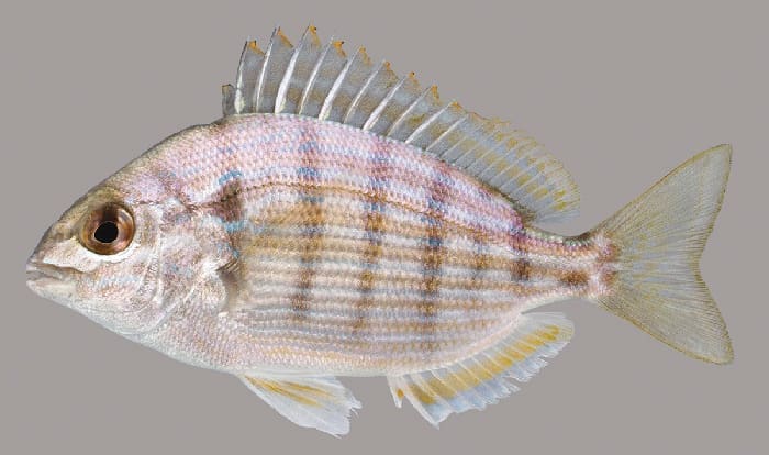 Pinfish Lateral Line Uf