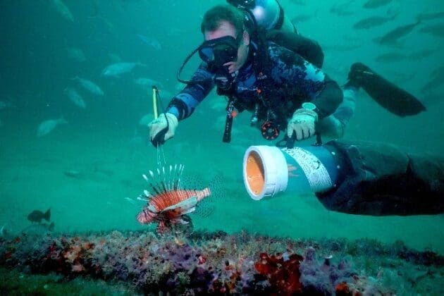 Lionfishfestival