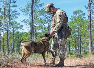 Paws That Protect 240130 F Qe874 1186