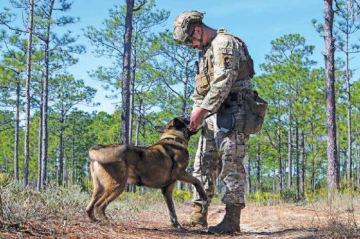 Paws That Protect 240130 F Qe874 1186 Paws That Protect 240130 F Qe874 1186