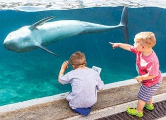 Gulfarium CARE Center Raises Over $155,000 at CARE on the Coast TurtleFest! Turtlefest 2026 35