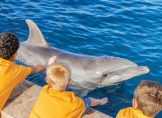 New Encounters and Old Friends: A Summer to Remember at Gulfarium Gulfarium Sunset Camp
