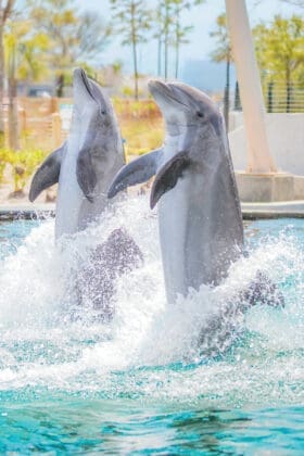 Gulfarium Dolphins