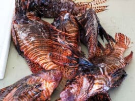 Lionfish2